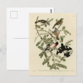 Grosbeak met roos, Amerikaanse vogels Briefkaart (Voorkant / Achterkant)