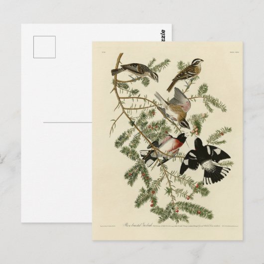 Grosbeak met roos, Amerikaanse vogels Briefkaart (Voorkant / Achterkant)