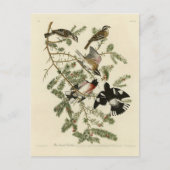 Grosbeak met roos, Amerikaanse vogels Briefkaart (Voorkant)