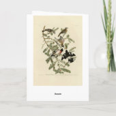 Grosbeak met roos, Amerikaanse vogels Kaart (Achterkant)