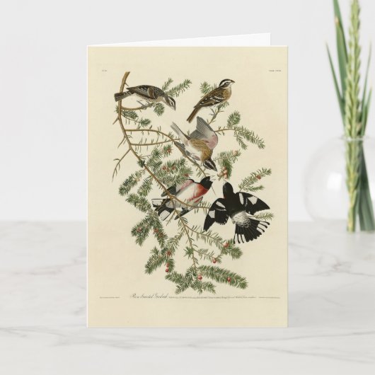 Grosbeak met roos, Amerikaanse vogels Kaart (Voorkant)
