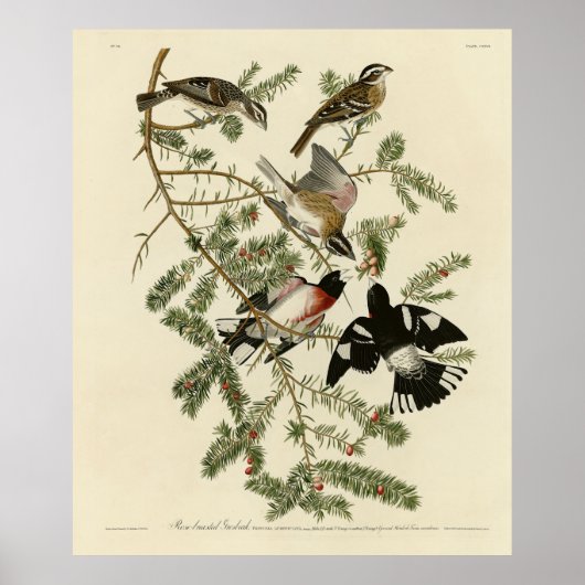 Grosbeak met roos, Amerikaanse vogels Poster (Voorkant)