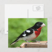 Grosbeak met roos briefkaart (Voorkant / Achterkant)