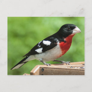 Grosbeak met roos briefkaart