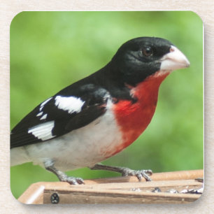 Grosbeak met roos drankjes onderzetter