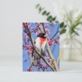 Grosbeak - met Roos gerasterd IV Briefkaart (Staand voorkant)