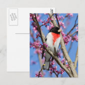 Grosbeak - met Roos gerasterd IV Briefkaart (Voorkant / Achterkant)