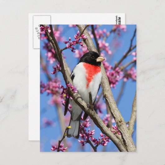 Grosbeak - met Roos gerasterd IV Briefkaart (Voorkant / Achterkant)