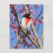 Grosbeak - met Roos gerasterd IV Briefkaart (Voorkant)