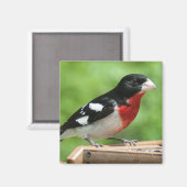 Grosbeak met roos magneet (Voorkant / Achterkant)