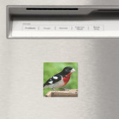 Grosbeak met roos magneet (Insitu (Vaatwasser))