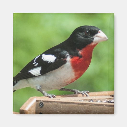 Grosbeak met roos magneet (Voorkant)