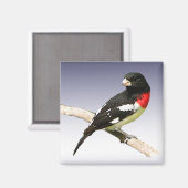 Grosbeak met roos magneet (Voorkant / Achterkant)