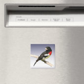 Grosbeak met roos magneet (Insitu (Vaatwasser))