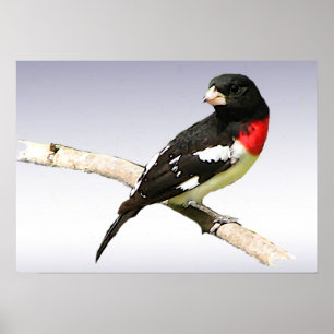 Grosbeak met roos poster