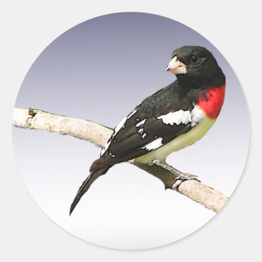 Grosbeak met roos ronde sticker (Voorkant)
