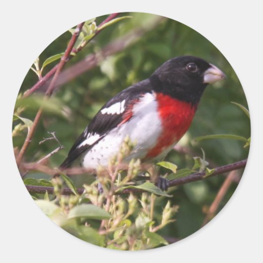 Grosbeak met roos ronde sticker (Voorkant)