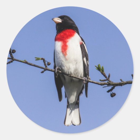 Grosbeak met roos ronde sticker (Voorkant)