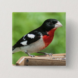 Grosbeak met roos vierkante button 5,1 cm