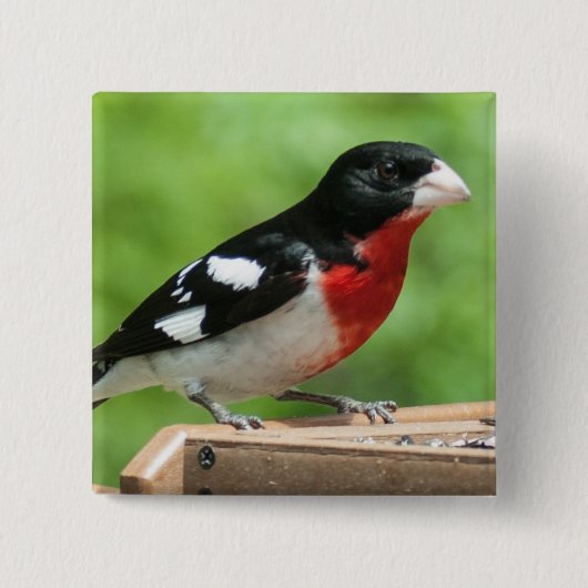 Grosbeak met roos vierkante button 5,1 cm (Voorkant)