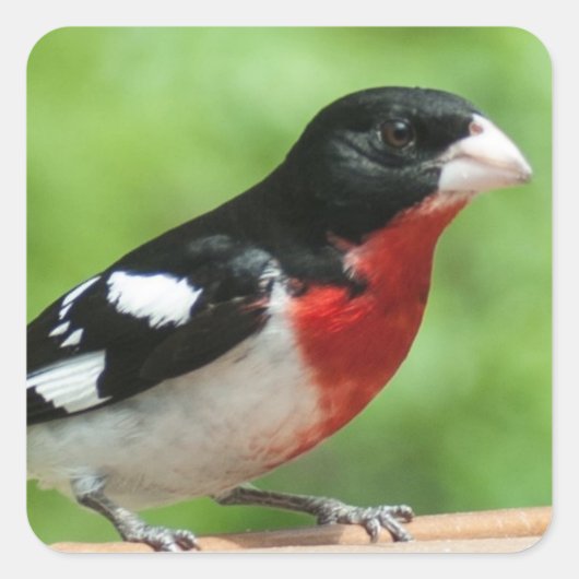 Grosbeak met roos vierkante sticker (Voorkant)