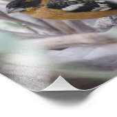 Grosbeak met zwarte kop foto afdruk (Hoek)