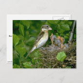 Grosbeak (vrouw), met roos, jong briefkaart (Voorkant / Achterkant)