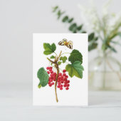 Groseillier Rouge van Pierre Joseph Redoute Briefkaart (Staand voorkant)