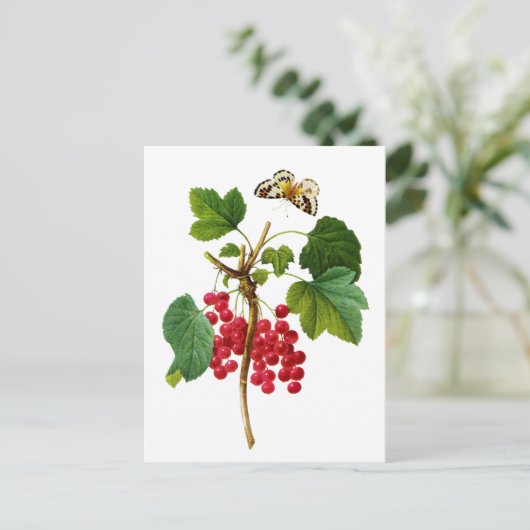 Groseillier Rouge van Pierre Joseph Redoute Briefkaart (Staand voorkant)
