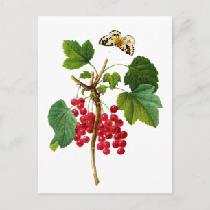 Groseillier Rouge van Pierre Joseph Redoute Briefkaart