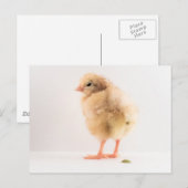 Gross Baby Chick Pooping Photo Briefkaart (Voorkant / Achterkant)