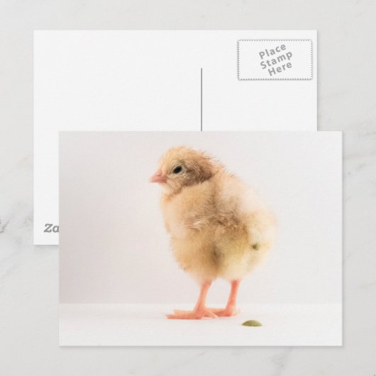 Gross Baby Chick Pooping Photo Briefkaart (Voorkant / Achterkant)