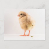 Gross Baby Chick Pooping Photo Briefkaart (Voorkant)