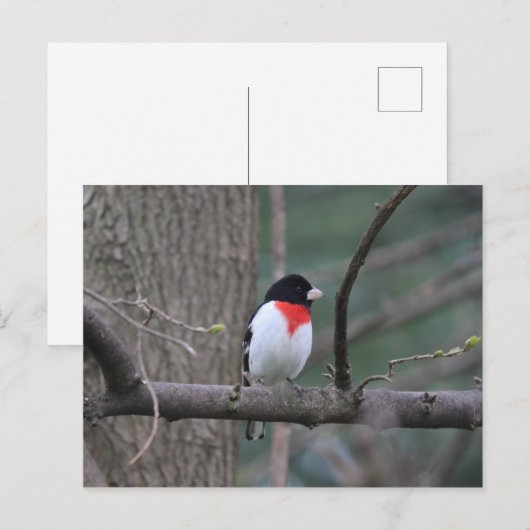 Großbeak-briefkaart met rode borst briefkaart (Voorkant / Achterkant)