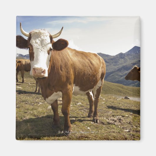 grossglockner hochalpenstrasse,hohe tauern; magneet (Voorkant)