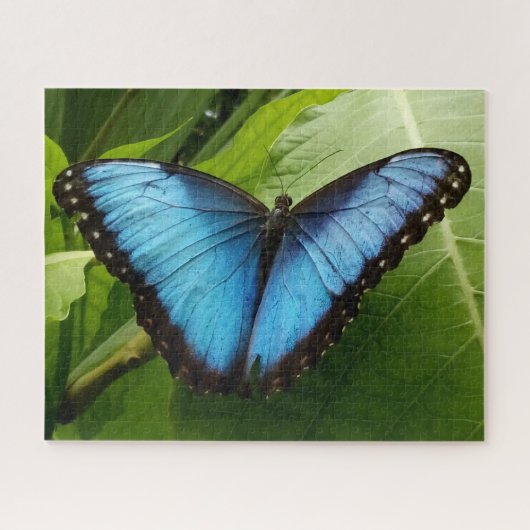 Grote 520p 16 x 20 vlinderfotopuzzel cadeaudoos legpuzzel (Horizontaal)