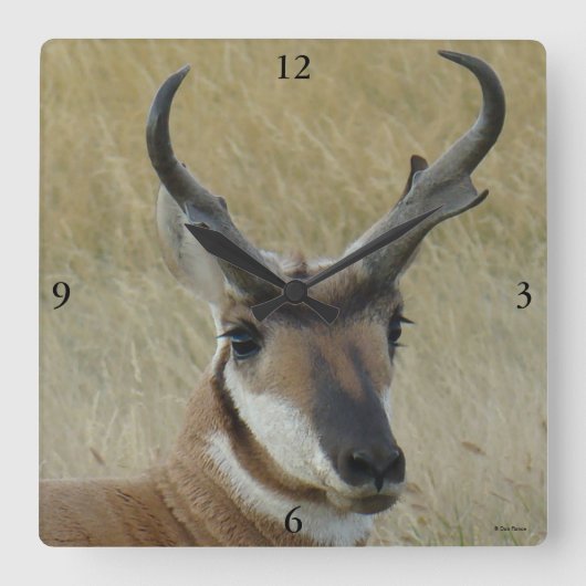 Grote A5 Gaffelantilope bok kopschot Vierkante Klok (Voorkant)