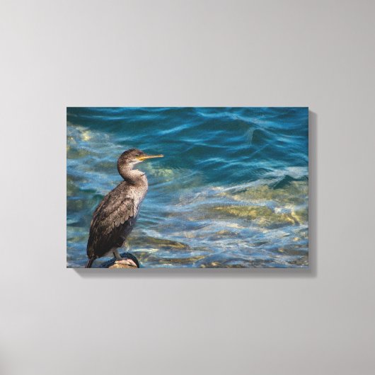 Grote aalscholver op de rotsen canvas afdruk (Voorkant)