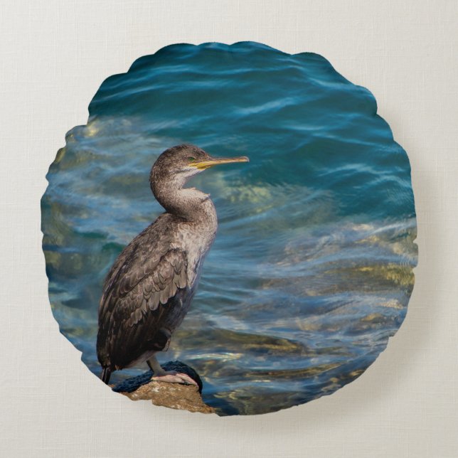 Grote aalscholver op de rotsen rond kussen (Voorkant)