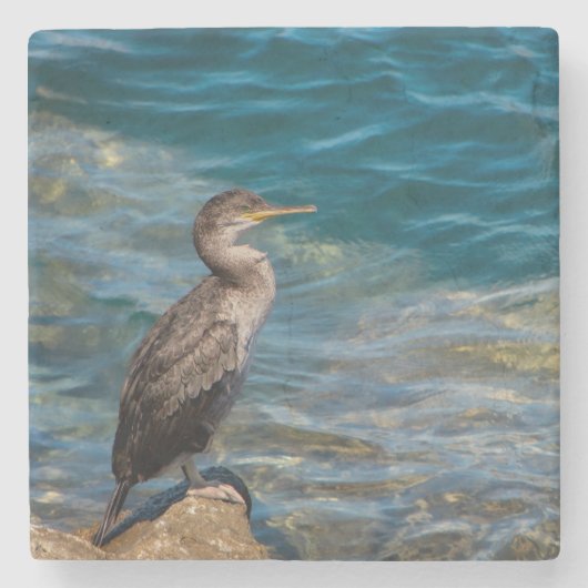 Grote aalscholver op de rotsen stenen onderzetter (Voorkant)