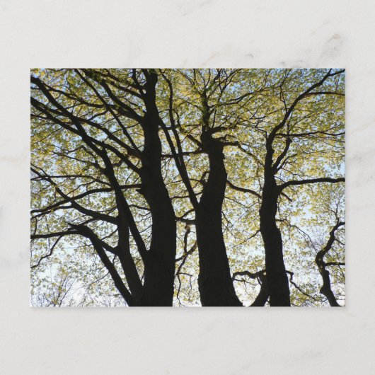 Grote achtergrondstructuur briefkaart (Voorkant)