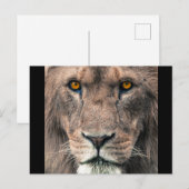 Grote Afrikaanse lionhoofdoogcontact dicht bij man Briefkaart (Voorkant / Achterkant)