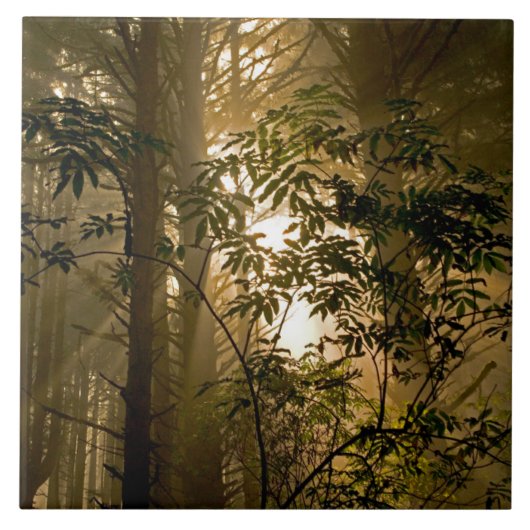 Grote altijdgroene bossen | Oregon kust Tegeltje (Voorkant)