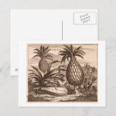 Grote anananassen kweken, illustratie van een desc briefkaart (Voorkant / Achterkant)