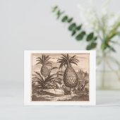 Grote anananassen kweken, illustratie van een desc briefkaart (Staand voorkant)