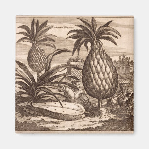 Grote anananassen kweken, illustratie van een desc magneet
