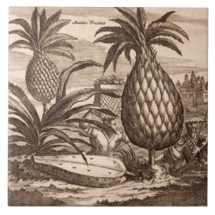 Grote anananassen kweken, illustratie van een desc tegeltje