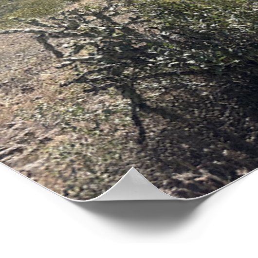 Grote Arizona Desert Picacho Peak State Park Poster (Hoek)