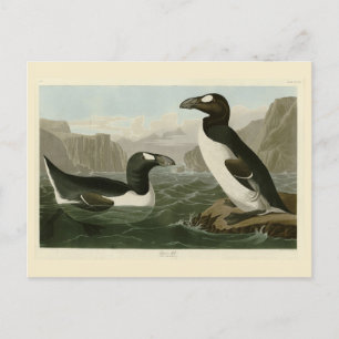 Grote auk - John James Audubon's vogels in Amerika Briefkaart