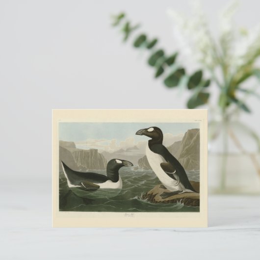 Grote auk - John James Audubon's vogels in Amerika Briefkaart (Staand voorkant)